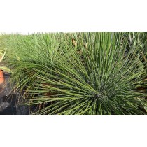 Agave stricta rubra - Palmiers du Monde