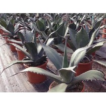 Agave salmiana ferox - Palmiers du Monde