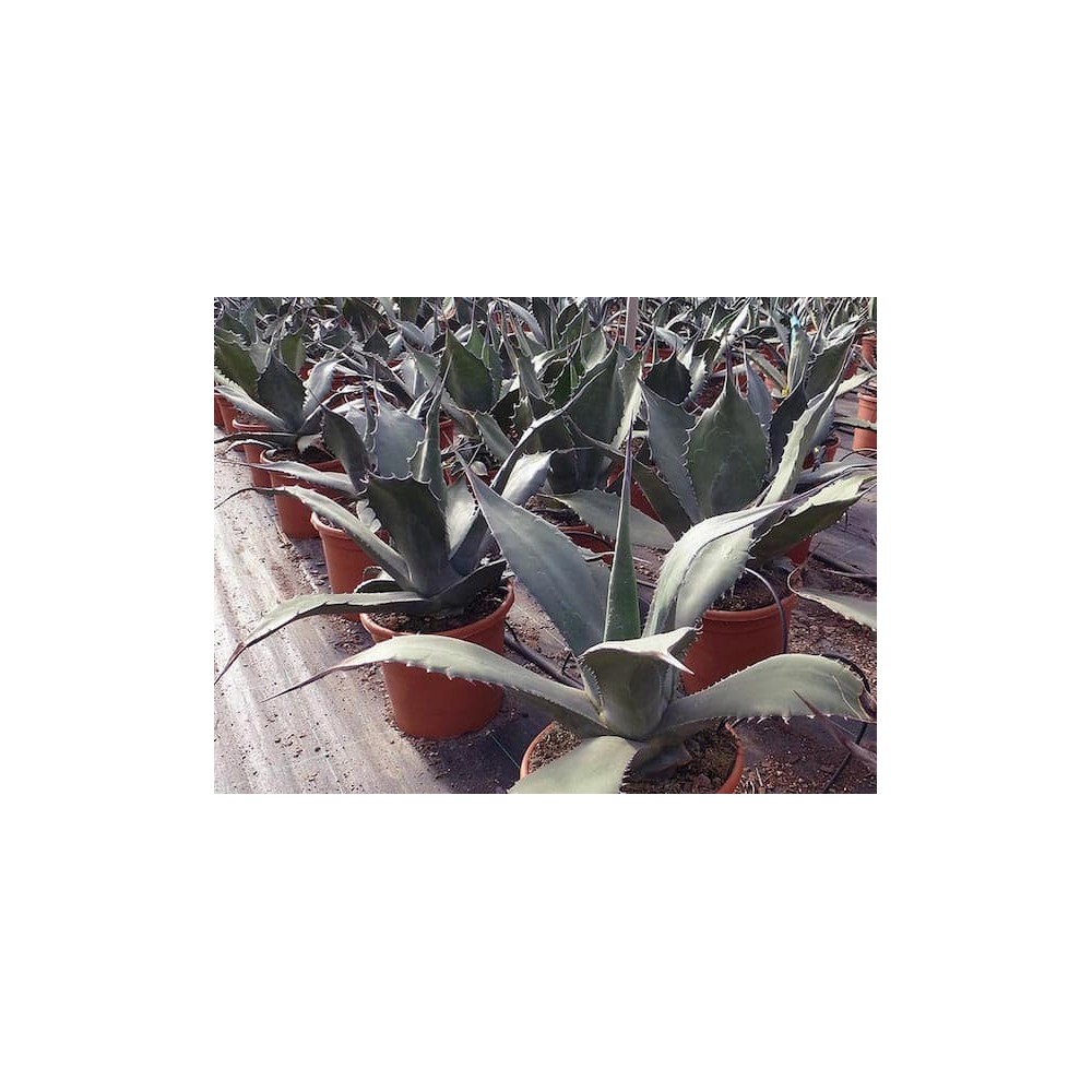 Agave salmiana ferox - Palmiers du Monde