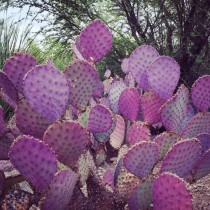 Opuntia santa rita - Palmiers du Monde