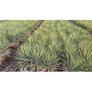 Yucca filamentosa variegata
