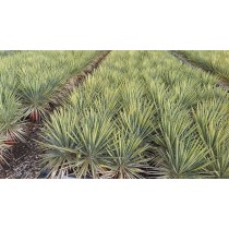 Yucca filamentosa variegata - Palmiers du Monde