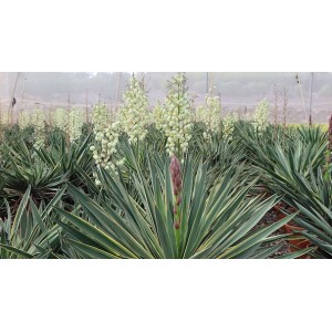 Yucca gloriosa variegata