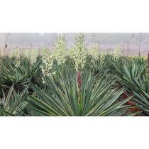 Yucca gloriosa variegata - Palmiers du Monde