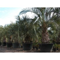Butia capitata