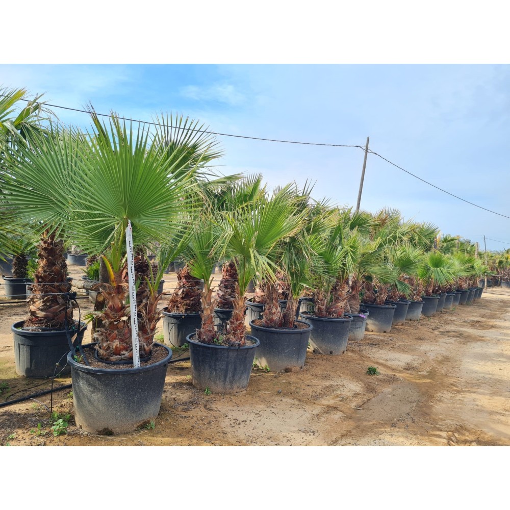 10 Graines De Palmier Washingtonia Robusta à Planter, Fraîches Et Neuves