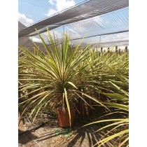 Cordyline australis Torbay dazzler