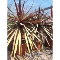 Cordyline australis red star