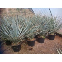 Dasylirion wheeleri - Palmiers du Monde