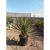 Dasylirion lucidum - Palmiers du Monde