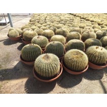 Echinocactus grusonii