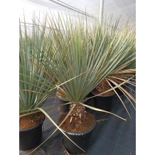 Nolina nelsonii - Palmiers du Monde
