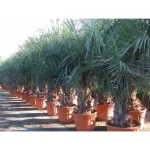 Butia capitata