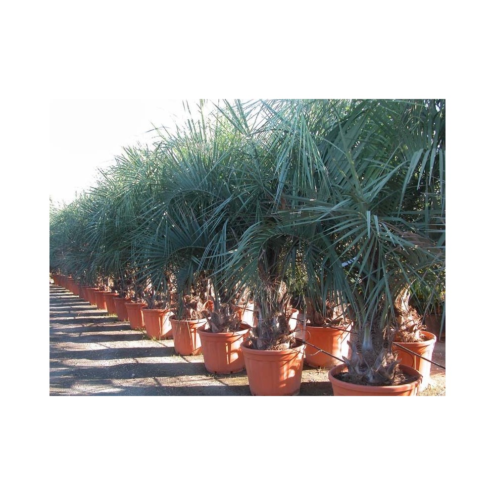 Butia capitata