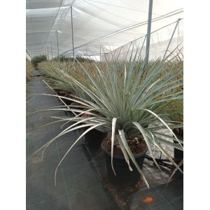 Puya Harmsii