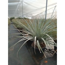 Puya Harmsii - Palmiers du Monde