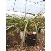 Puya Textoragicolae  - Palmiers du Monde