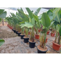 Strelitzia augusta - Palmiers du Monde