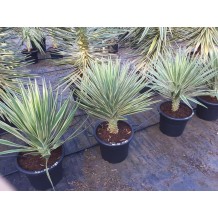 Yucca Aloifolia Variegata - Palmiers du Monde