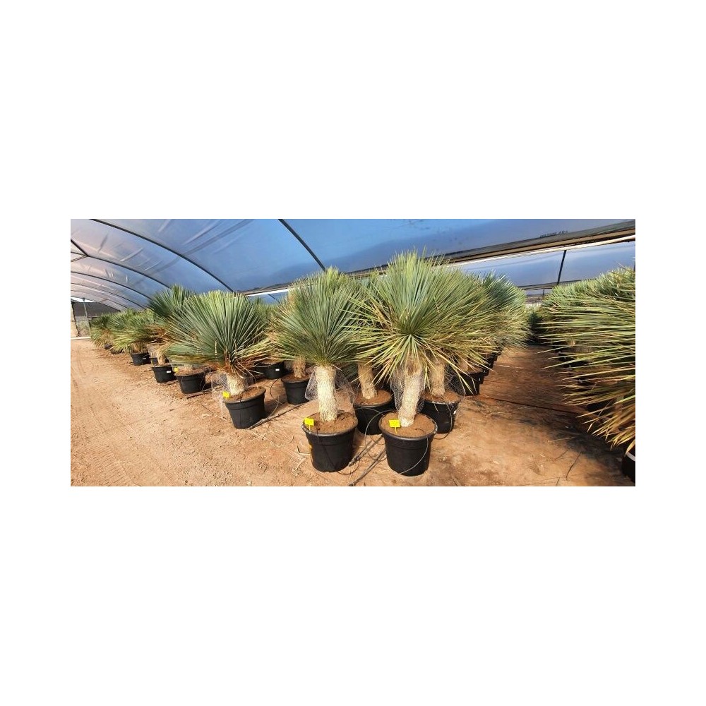 Yucca linearis - Palmiers du Monde