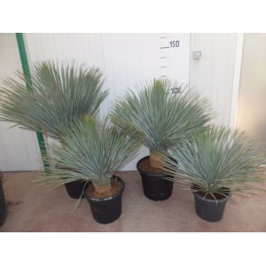 yucca rostrata blue swan