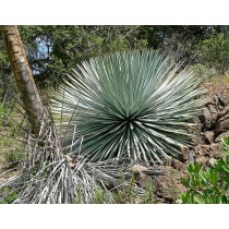 Yucca whipplei - Palmiers du Monde