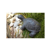 Tortue Large - Palmiers du Monde