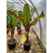 Ensete ventricosum maurelii - Palmiers du Monde