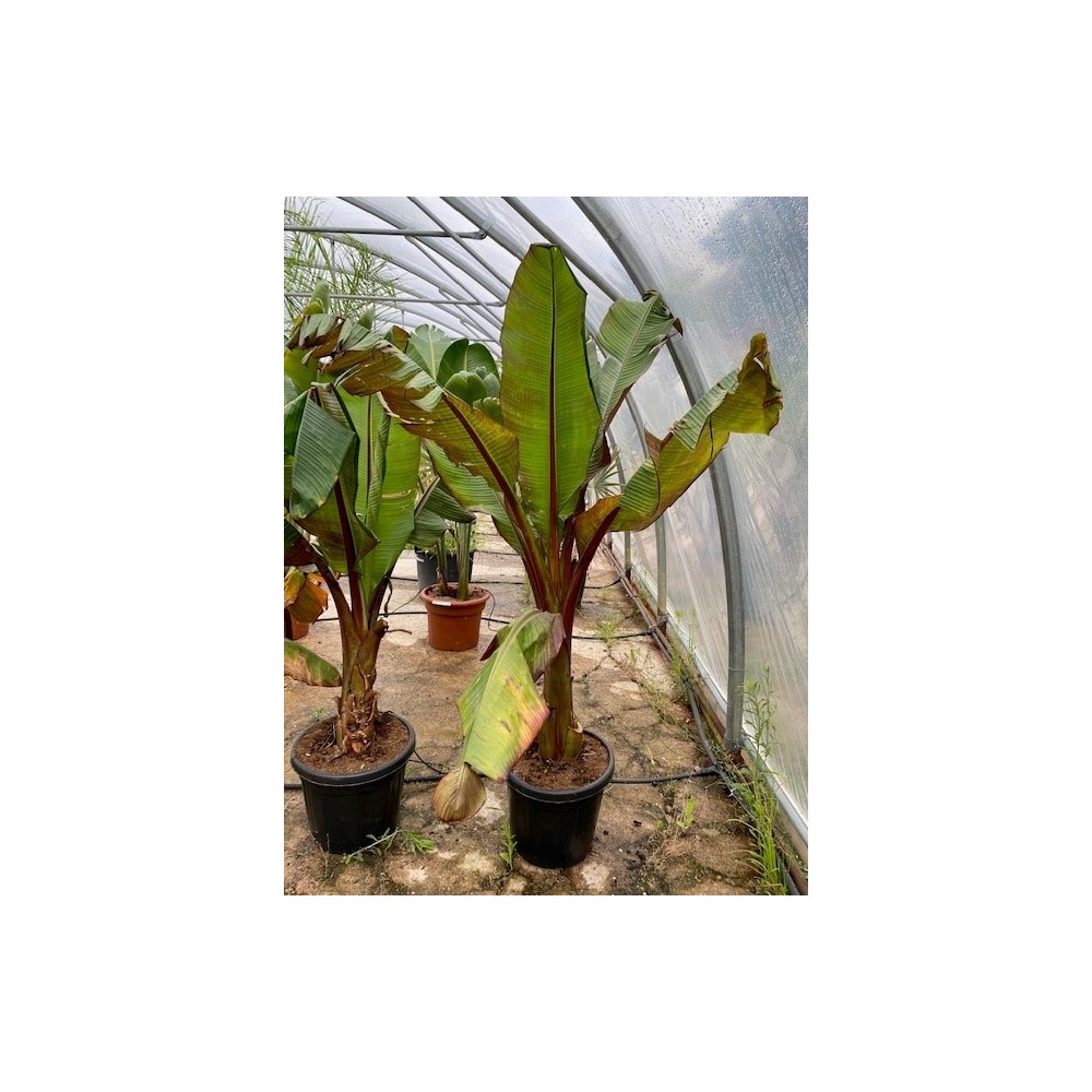 Ensete ventricosum maurelii - Palmiers du Monde