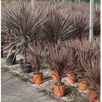 Cordyline australis purpurea - Palmiers du Monde