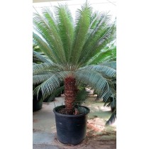 Cycas rumphii - Palmiers du Monde