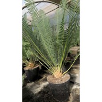 dioon edule