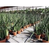 Sansevieria cylindrica - Palmiers du Monde