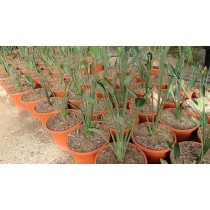 Strelitzia juncea - Palmiers du Monde