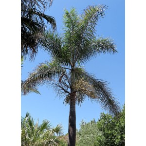 Palmier Washingtonia ou Palmier du Mexique - Déco du Jardin à Reims