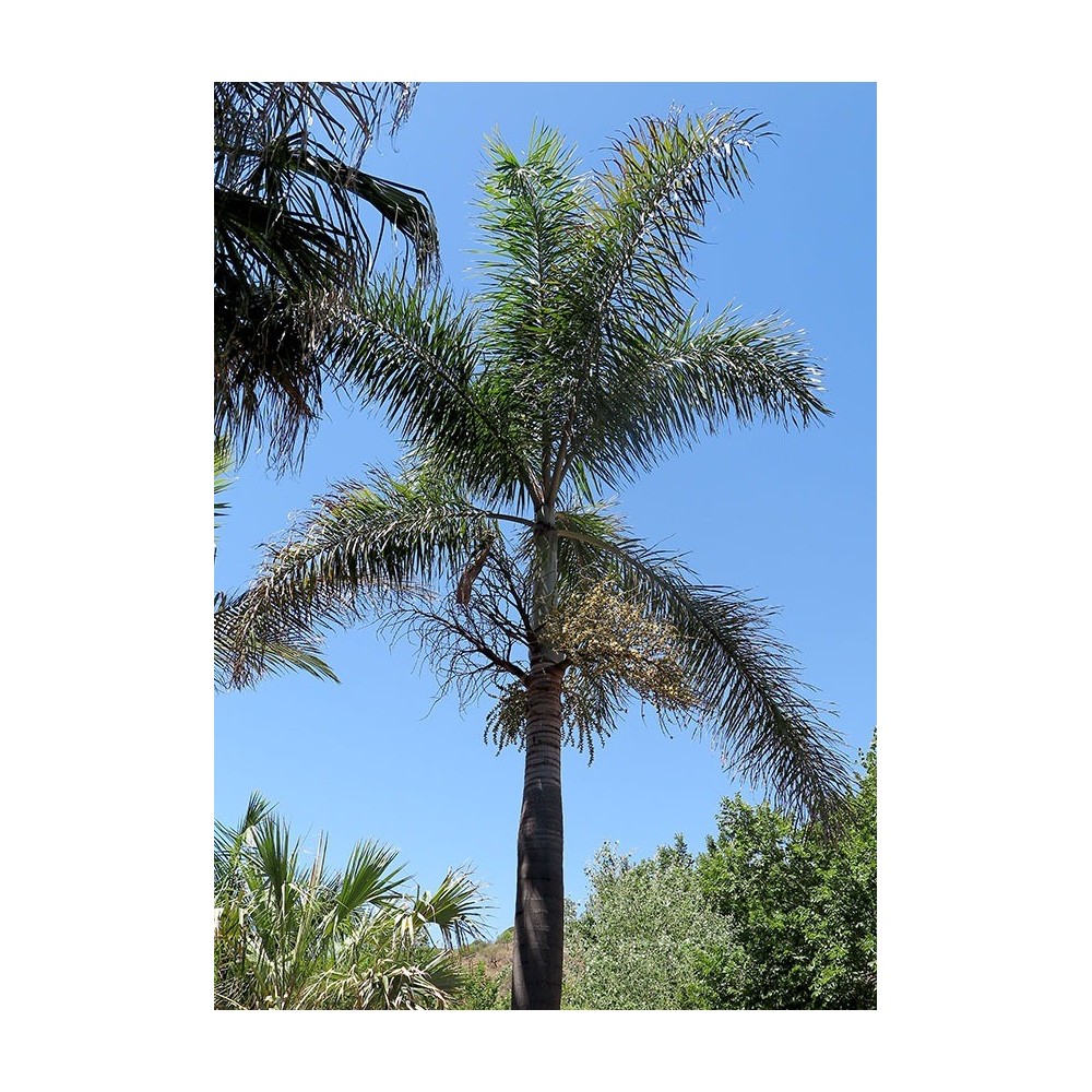 Wodyetia bifurcata - Palmiers du Monde