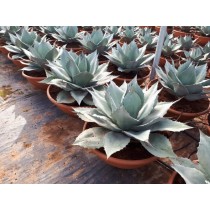 Agave ovatifloia Iced Heart - Palmiers du Monde