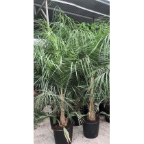 Butiagrus (butia capitata x syagrus romanzofiana)