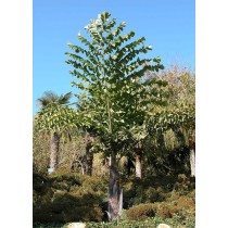 Caryota Obtusa (gigas)- ORIGINE : Originaire du sud-est asiatique, ...