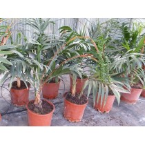 Chamaedorea radicalis