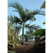 Chambeyronia macrocarpa - Palmiers du Monde