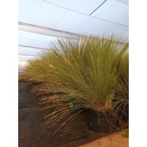 Dasylirion longissimum