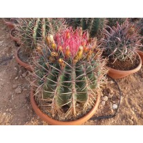 Ferocactus stainesii T30