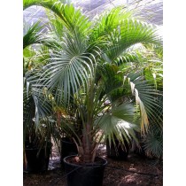 Howea belmoreana