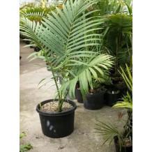 Kentiopsis oliviformis