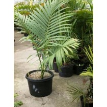 Kentiopsis oliviformis