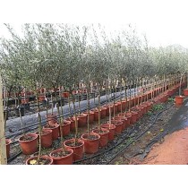 Olivier (Olea europaea) - Palmiers du Monde
