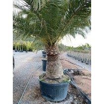Phoenix canariensis