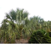 Sabal Uresana