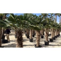 Trachycarpus wagnerianus